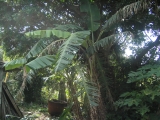 沖永良部島の植物