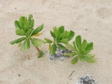 砂浜で生きる植物